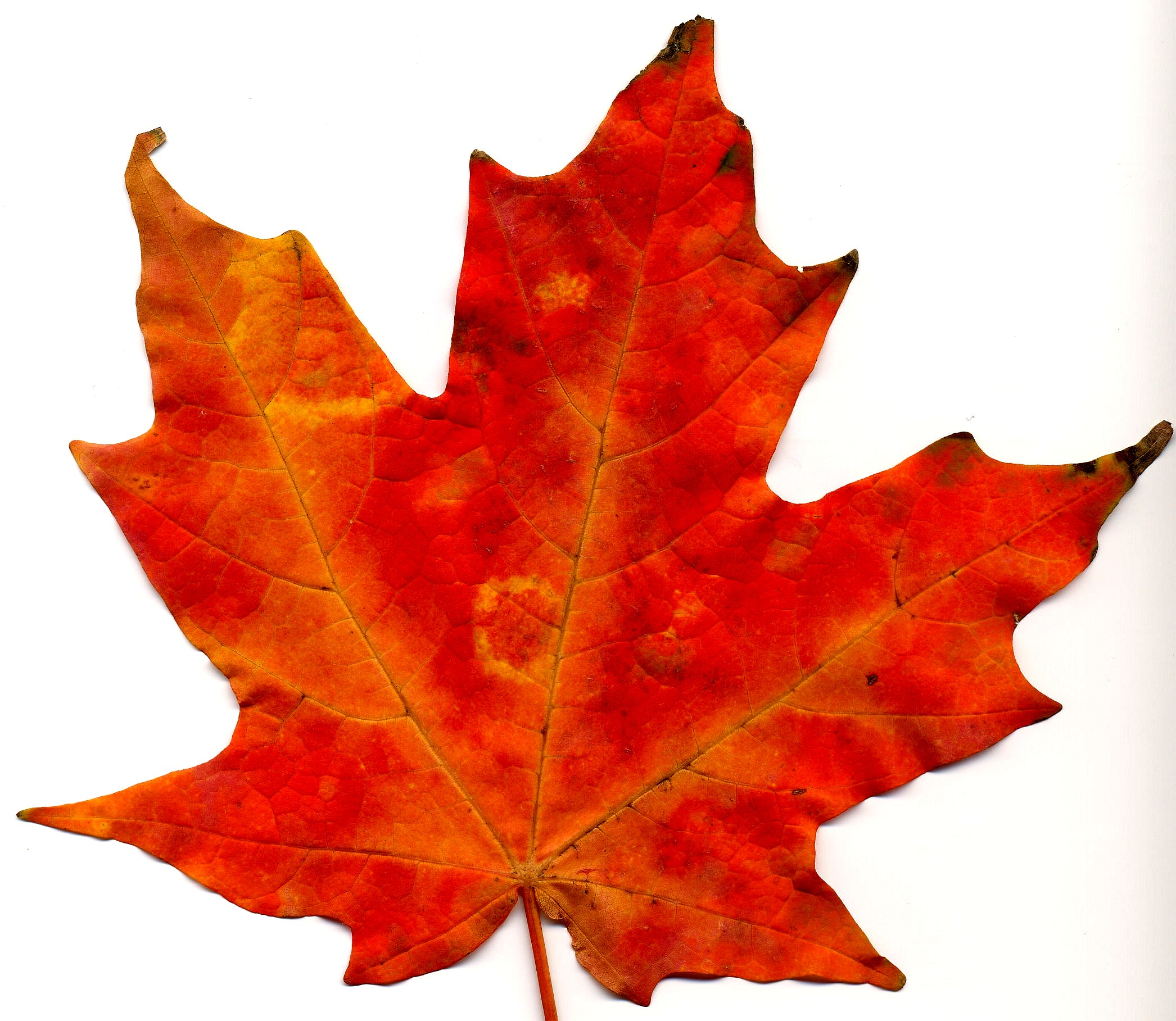 autumn leaves animated clipart - photo #46