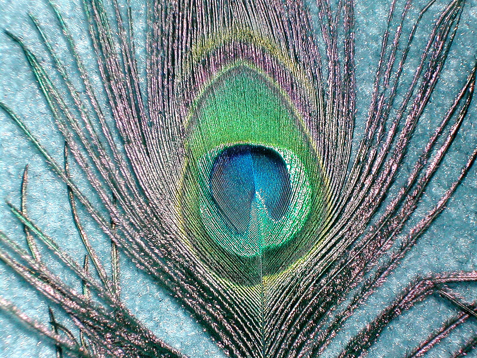 peacock feather drawing