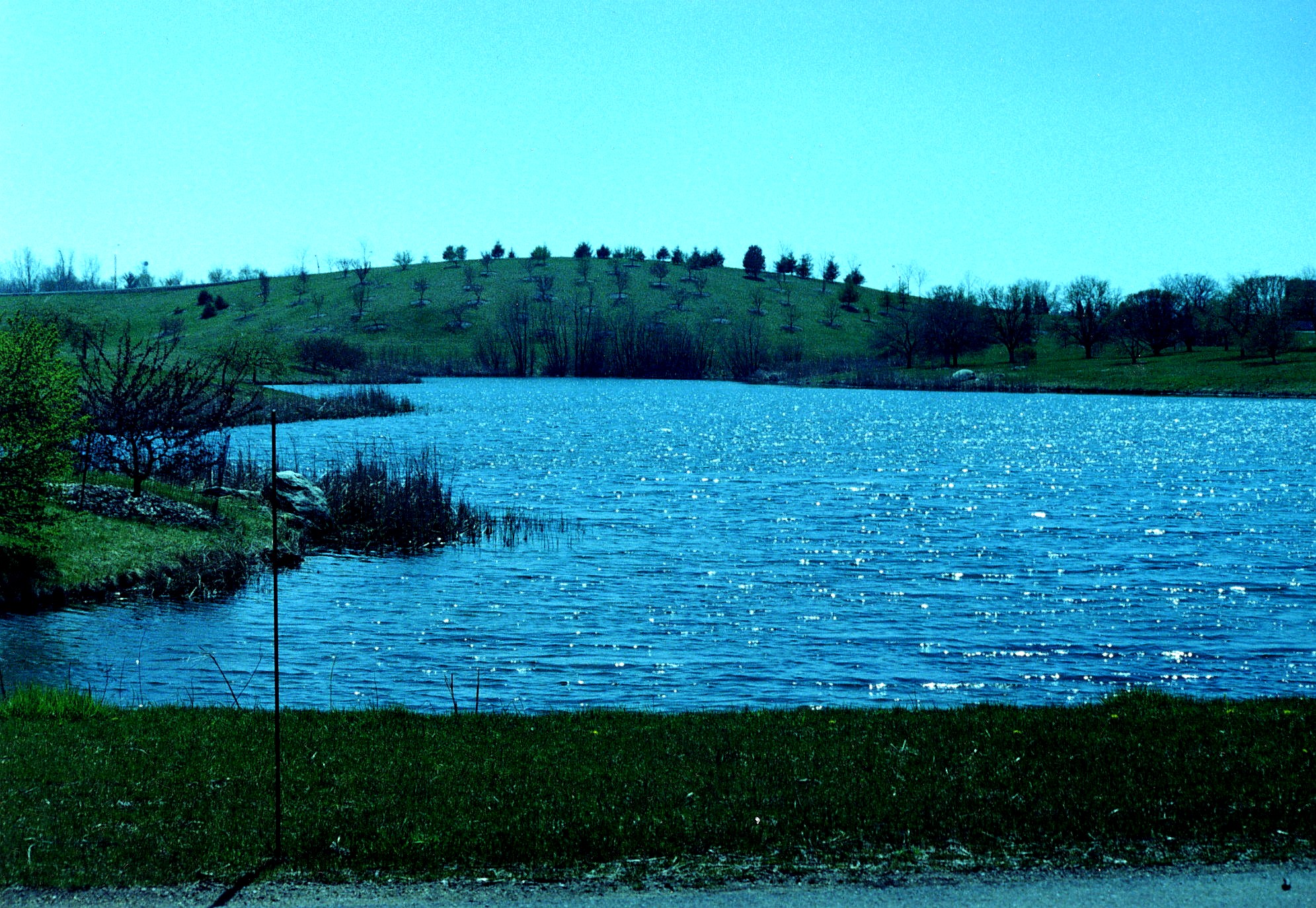 Grass And Pond